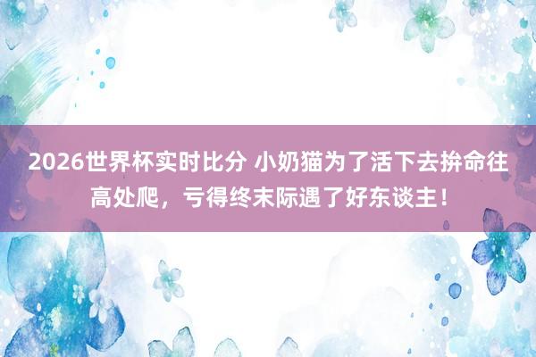 2026世界杯实时比分 小奶猫为了活下去拚命往高处爬，亏得终末际遇了好东谈主！