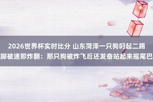 2026世界杯实时比分 山东菏泽一只狗叼起二踢脚被速即炸翻：那只狗被炸飞后还发奋站起来摇尾巴