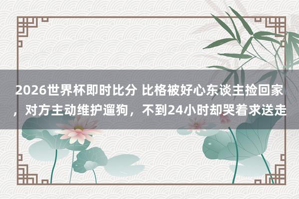 2026世界杯即时比分 比格被好心东谈主捡回家，对方主动维护遛狗，不到24小时却哭着求送走