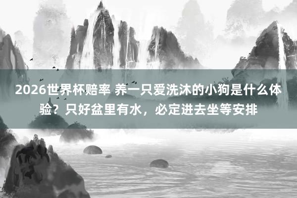2026世界杯赔率 养一只爱洗沐的小狗是什么体验？只好盆里有水，必定进去坐等安排