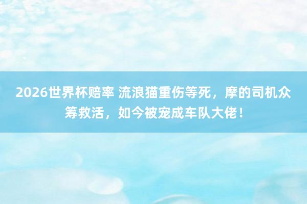 2026世界杯赔率 流浪猫重伤等死，摩的司机众筹救活，如今被宠成车队大佬！