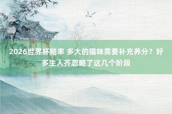 2026世界杯赔率 多大的猫咪需要补充养分？好多生人齐忽略了这几个阶段