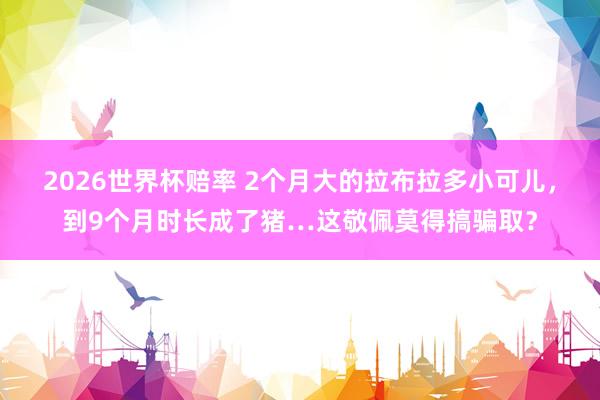 2026世界杯赔率 2个月大的拉布拉多小可儿，到9个月时长成了猪…这敬佩莫得搞骗取？