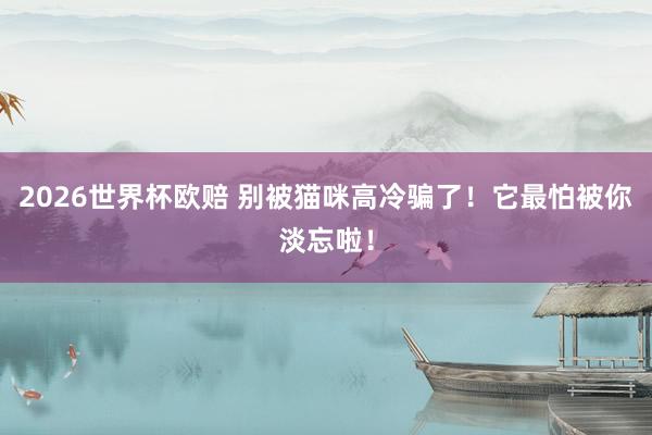 2026世界杯欧赔 别被猫咪高冷骗了！它最怕被你淡忘啦！