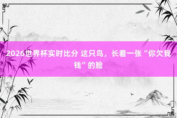 2026世界杯实时比分 这只鸟，长着一张“你欠我钱”的脸