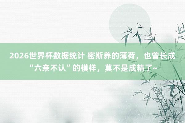2026世界杯数据统计 密斯养的薄荷，也曾长成“六亲不认”的模样，莫不是成精了~
