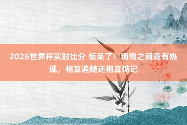 2026世界杯实时比分 惊呆了！狗狗之间竟有热诚，相互追随还相互惦记