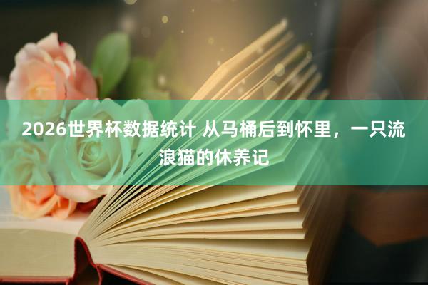 2026世界杯数据统计 从马桶后到怀里，一只流浪猫的休养记