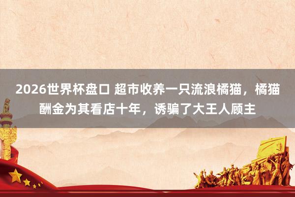 2026世界杯盘口 超市收养一只流浪橘猫，橘猫酬金为其看店十年，诱骗了大王人顾主